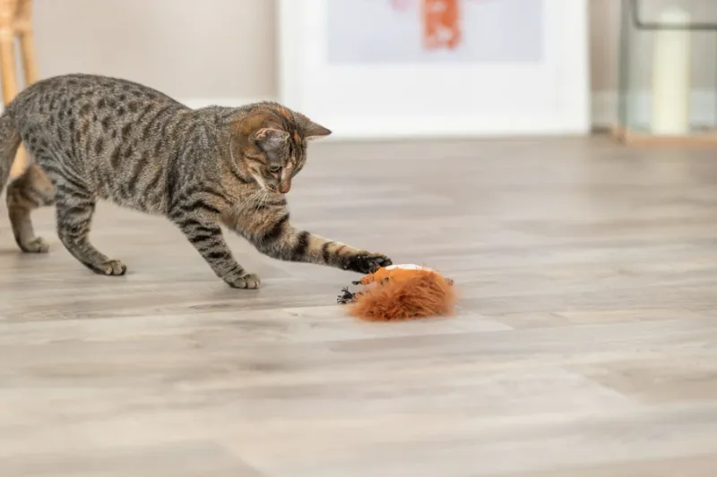 Preview: Eichhörnchen